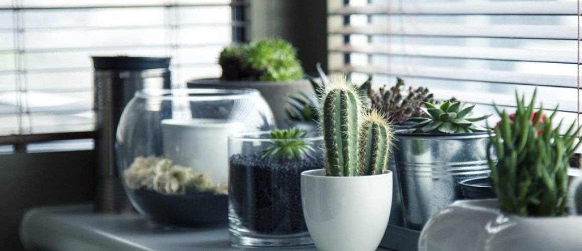 Vase Plant Gardening